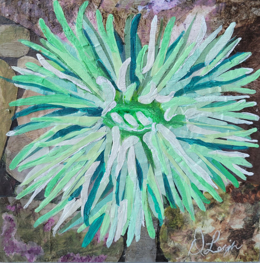 Green Sea Anemone